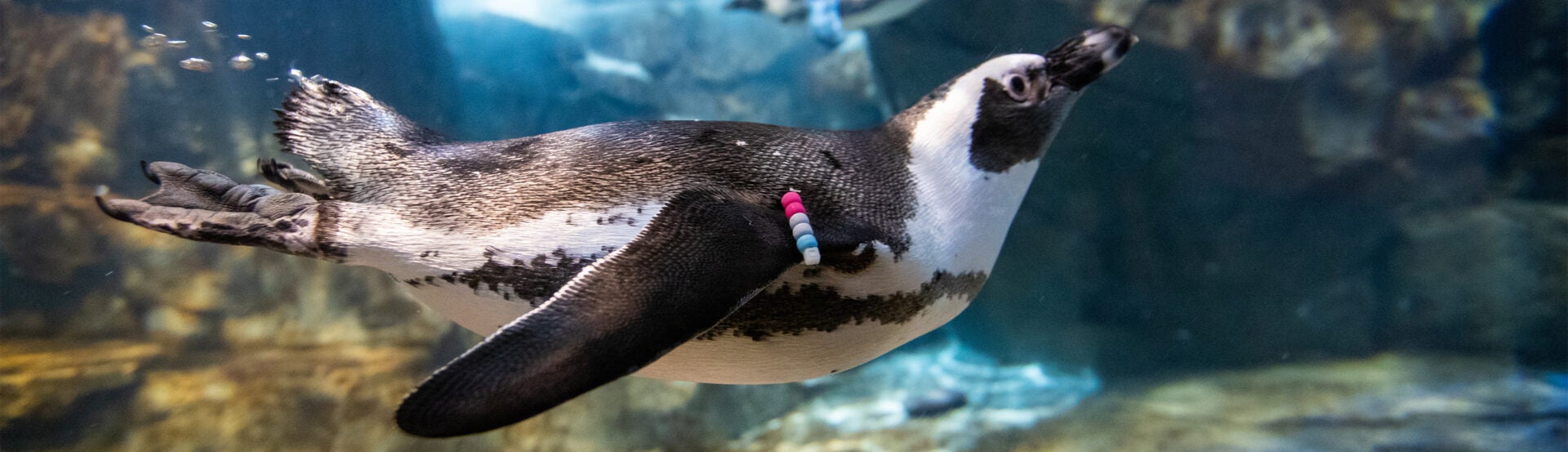 African Penguin 4