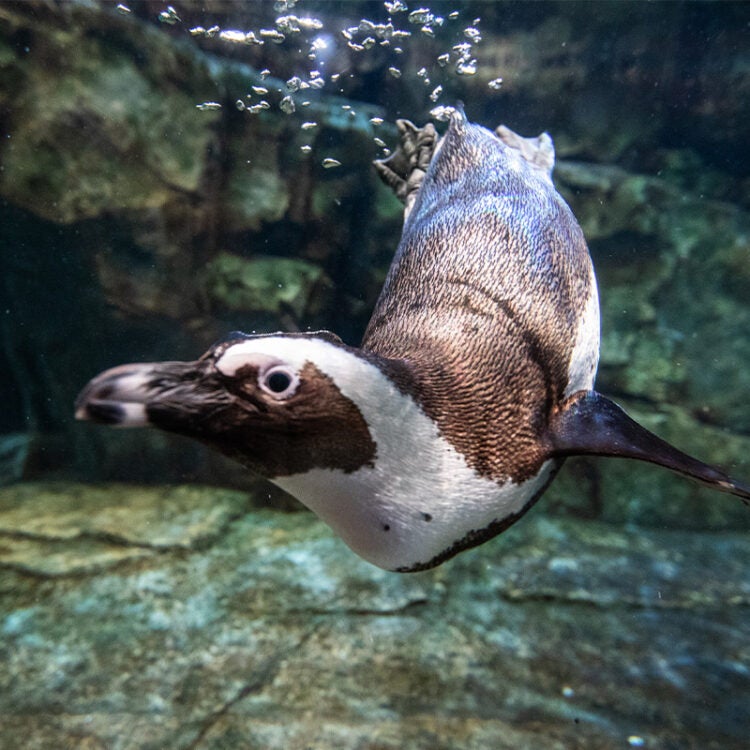 African Penguin 8
