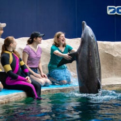 Dolphin Encounter 16