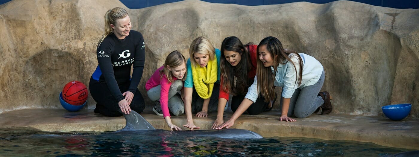 Dolphin Encounter 2