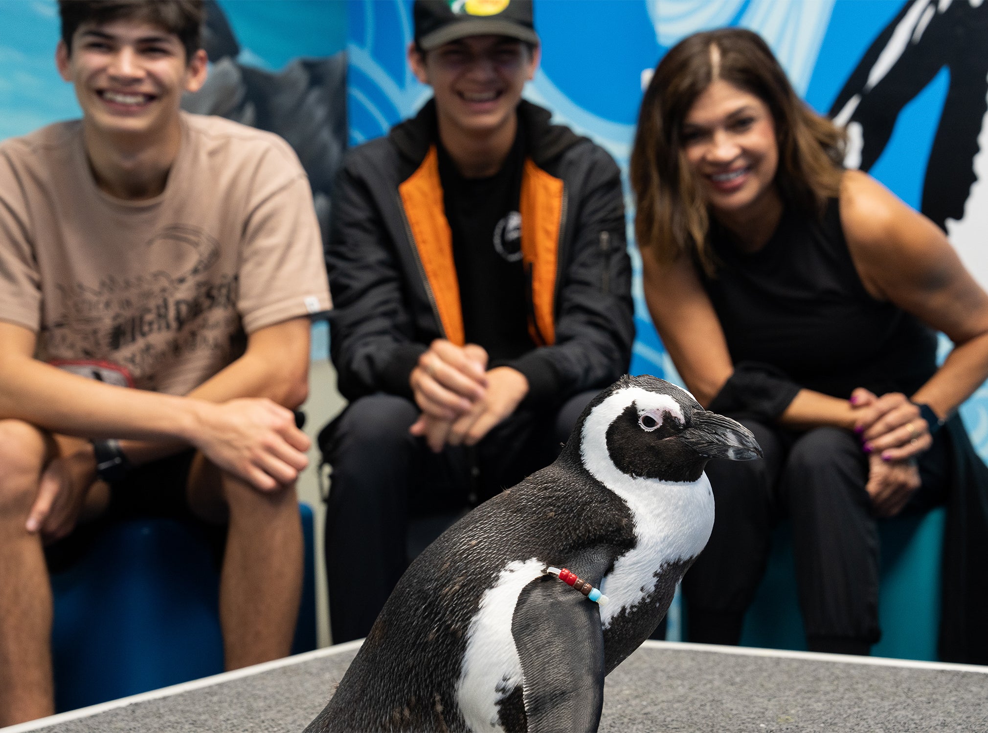 Penguin Encounter 11