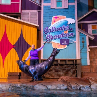 Sea Lion Presentation 6