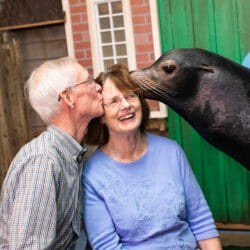 Sea Lion Encounter 3