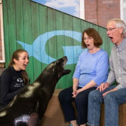 Sea Lion Encounter 5