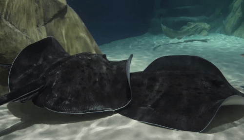 Shark & Ray Immersion 1