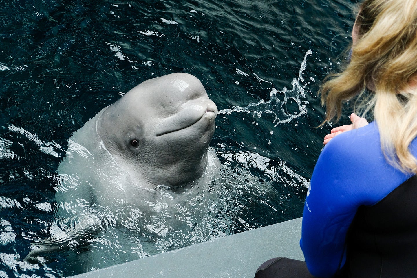 All New Beluga Encounter 7