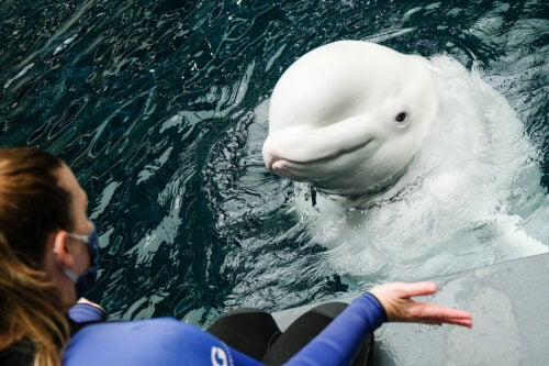 All New Beluga Encounter 3