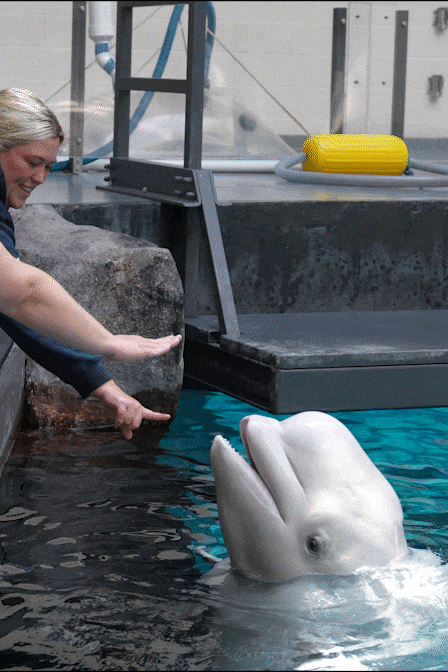 All New Beluga Encounter 5