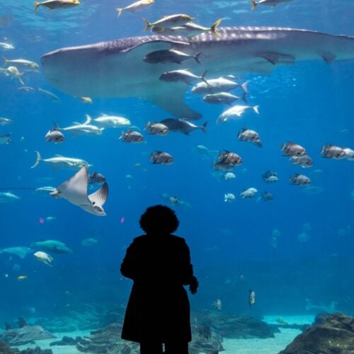 Adopt a Whale Shark 2