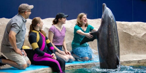 Dolphin Encounter 22