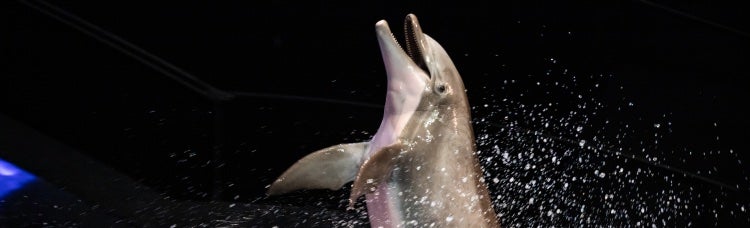 Presentation Reservation