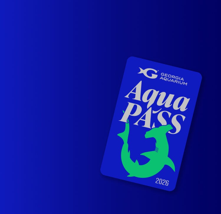 Aqua Pass 5