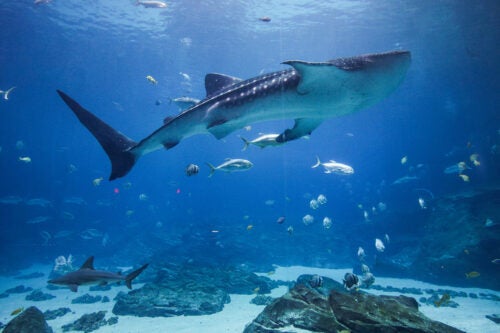 2025 Pride Kickoff 2