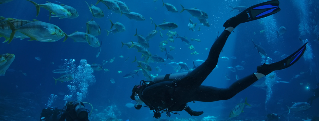 Journey with Gentle Giants - Dive