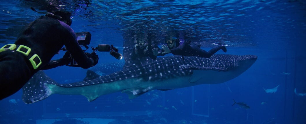 Journey with Gentle Giants - Swim 5