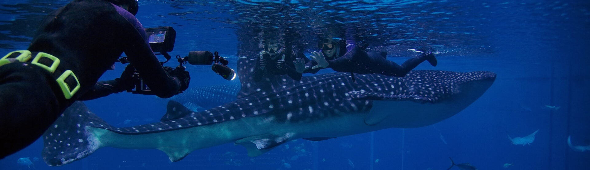 Journey with Gentle Giants - Swim 5
