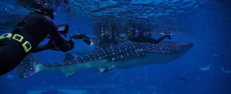 Journey with Gentle Giants - Swim 5