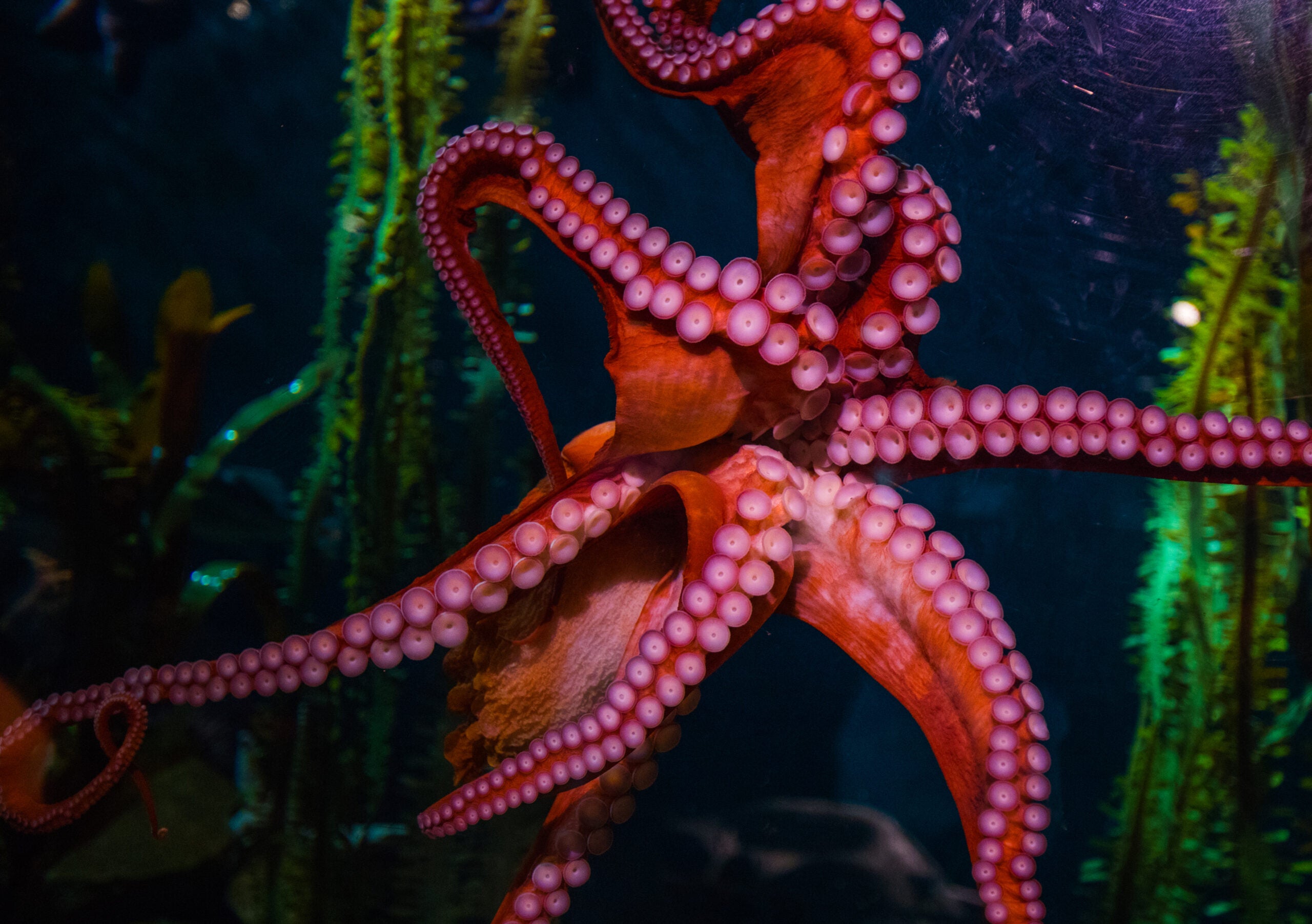 Buy Online and Save | Visit Today | Georgia Aquarium | Located in Downtown Atlanta, Georgia 43