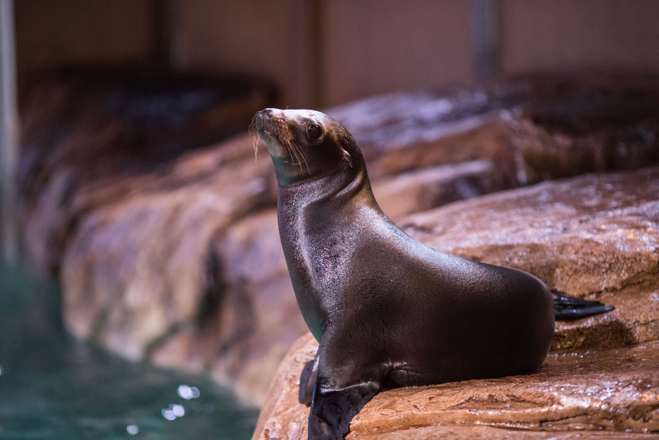 sea lion