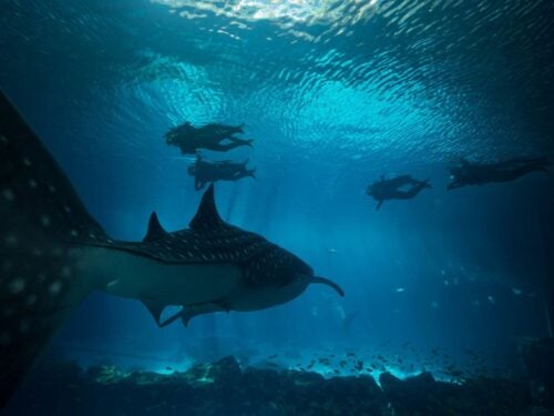 Journey with Gentle Giants - Swim 4