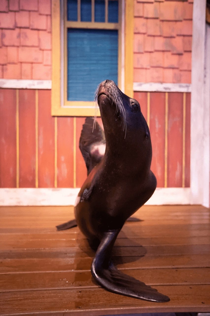 Visitor Information 37