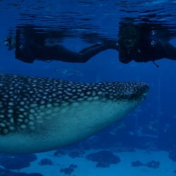 Journey with Gentle Giants - Swim 8