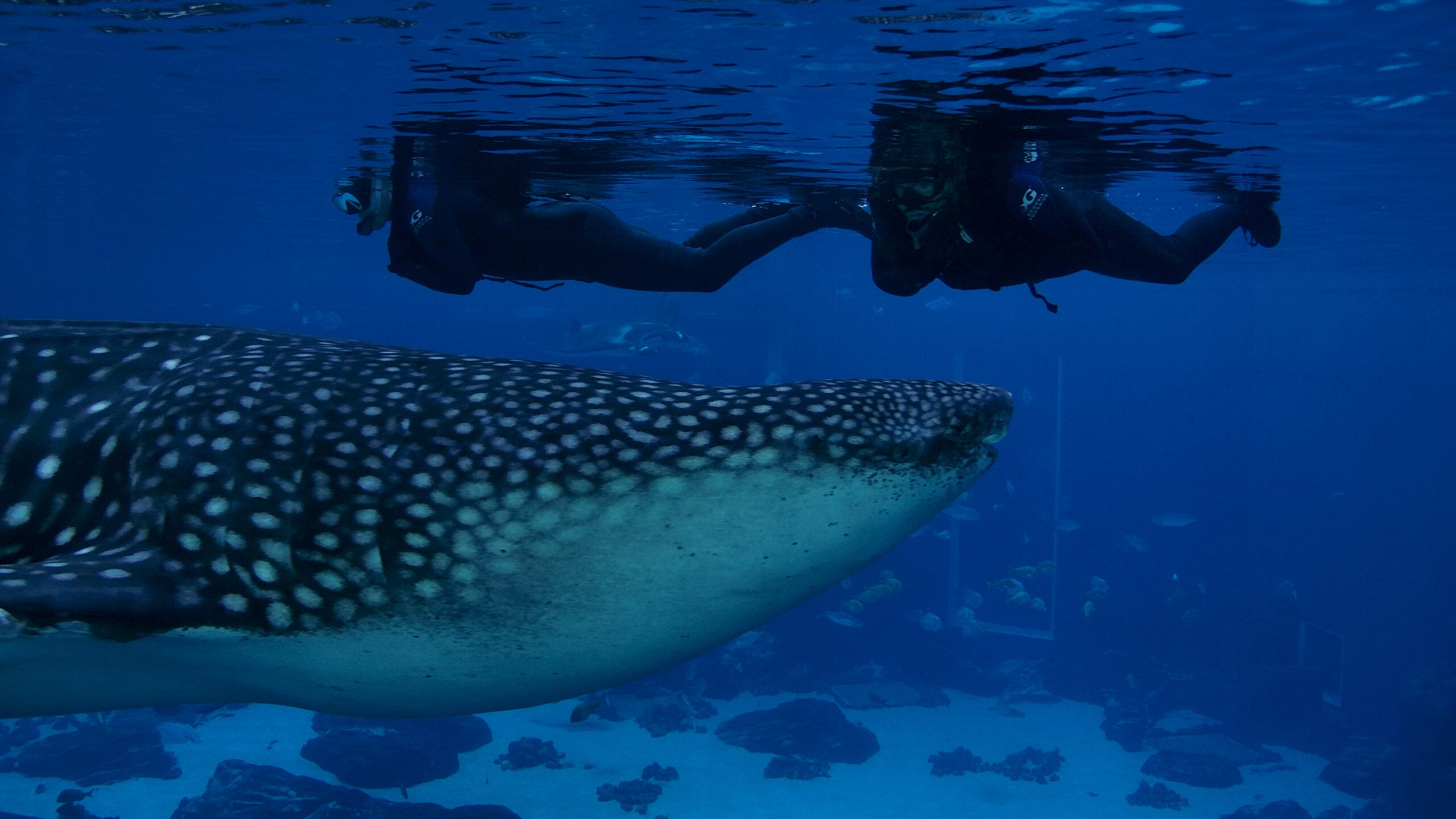 Journey with Gentle Giants - Swim 8