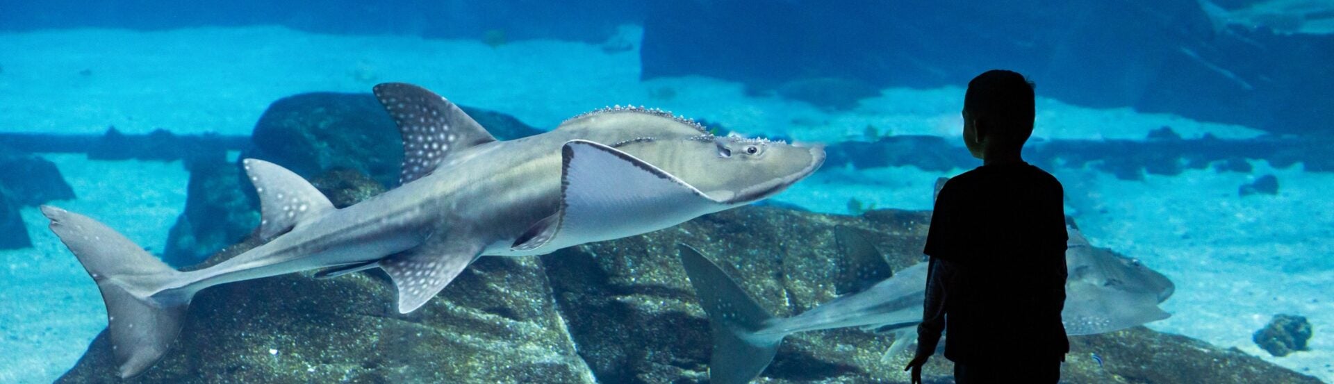 Visitor Information 42