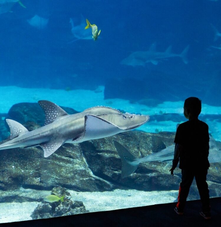 Visitor Information 43