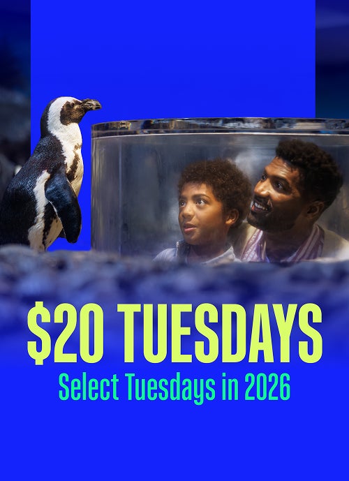 Buy Online and Save | Visit Today | Georgia Aquarium | Located in Downtown Atlanta, Georgia 97